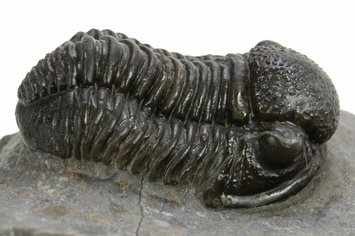Detailed Proetid (Gerastos) Trilobite Fossil - Morocco #325833